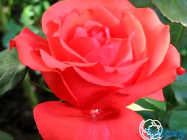 Роза хольштайнперл чайно-гибридная, топалович, фотография 1