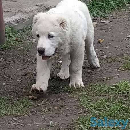 Щенки САО, фотография 1