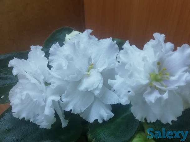 Фиалки сортовые.Детки фиалок, фотография 3