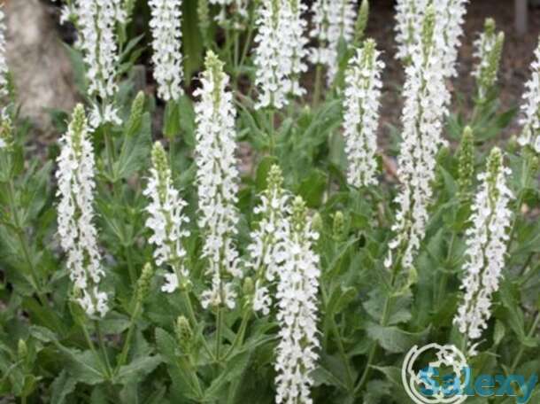 Шалфей (сальвия) дубравный Шнеехугель, фотография 1