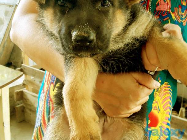 щенки немецкой овчарки, фотография 2