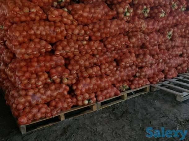 Лук и другие культуры, фотография 1