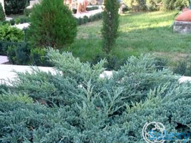Можжевельник чешуйчатый блу карпет, фотография 1