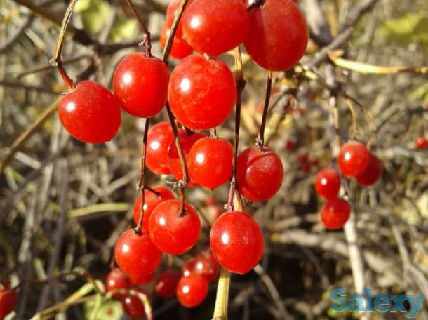 По светлана, фотография 1