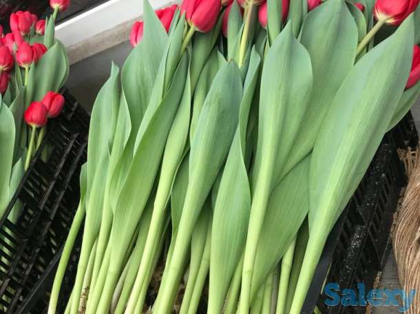 Тюльпаны оптом к 8 марта, фотография 9