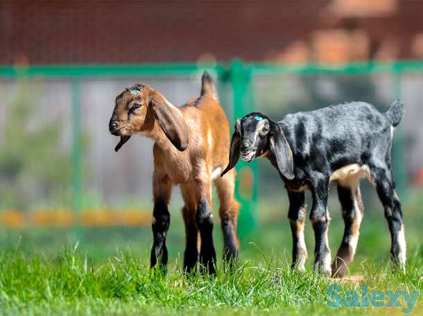 Племенные козы Англо-нубийскиой породы (скот из Европы класса Элита и Элита Рекорд), фотография 4