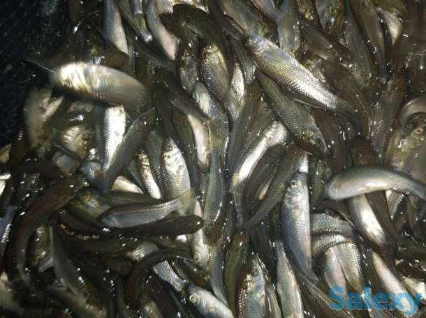 Продам малёк Амура и толстолоба, фотография 5