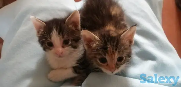 Отдам котят в хорошие руки., фотография 1