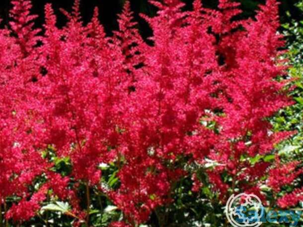 Астильба арендса Бургунди Ред, фотография 1