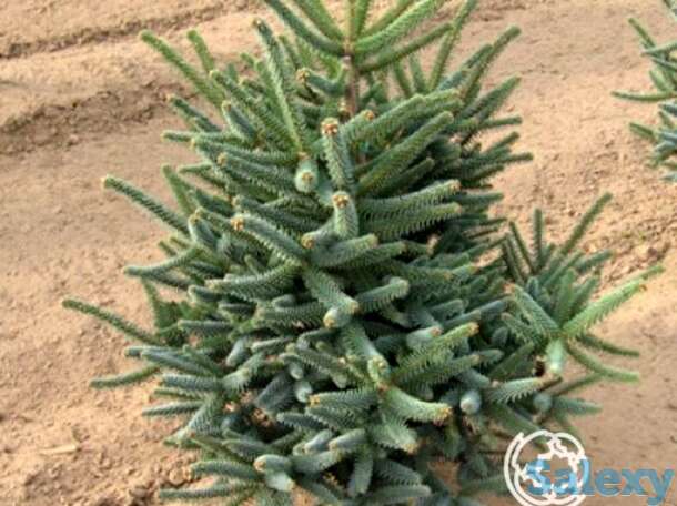 Пихта испанская глаука., фотография 1