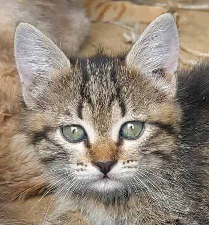 Котята-тигрята в дар, фотография 1