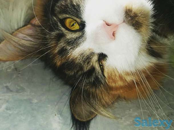 Котята Мейн-кун, фотография 1