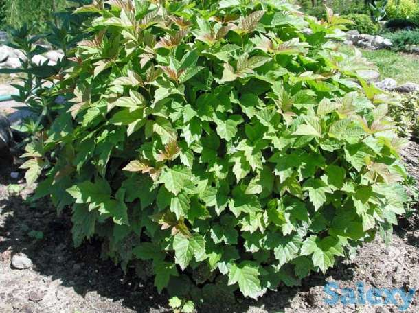 Продаюм декоративные растения для сада, фотография 5