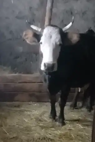 Продаётся корова. Возраст 6-7лет, фотография 1