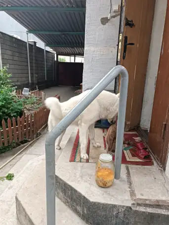 Породистая Лайка, 3 года, фотография 2