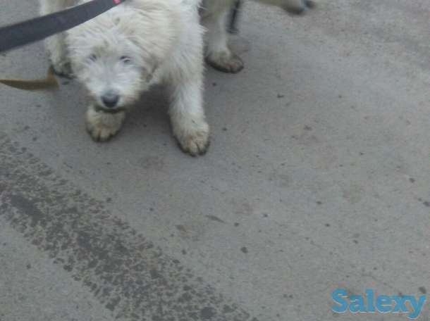 Продам южно-русскую овчарку. Кабель. 5 месяцев, фотография 3