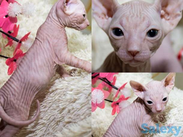 Котята дончаки, фотография 7