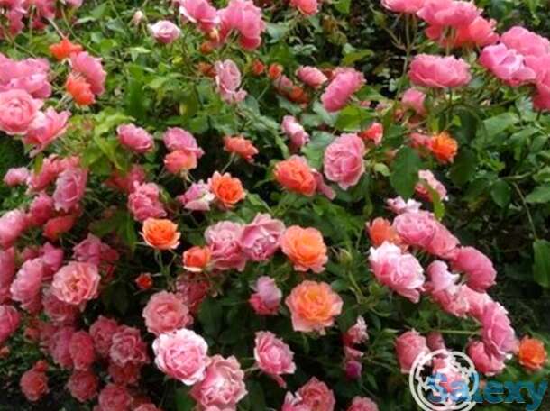 Роза жан кокто флорибунда, топалович, фотография 1