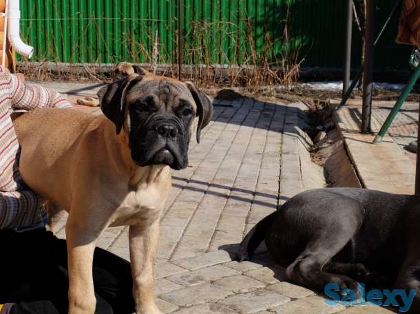 Щенки Бульмастифа, фотография 2