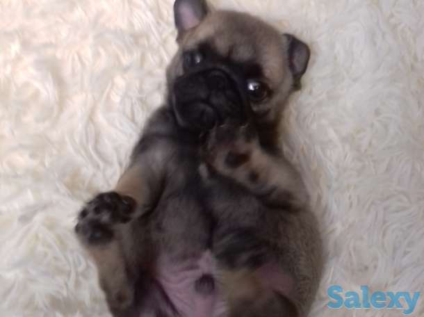 Мопс, фотография 1