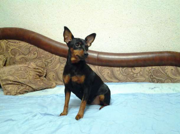 Привлекательная сучка, ищет симпатичного кобеля для вязки., фотография 1