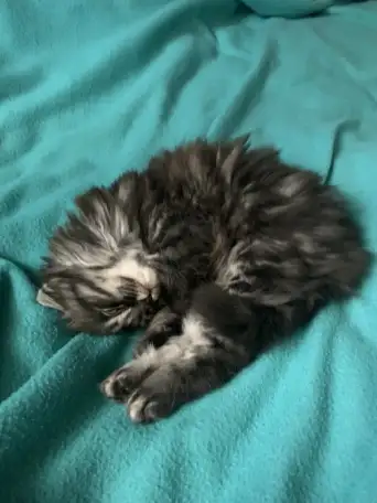 Отдам котенка в хорошие руки бесплатно., фотография 2