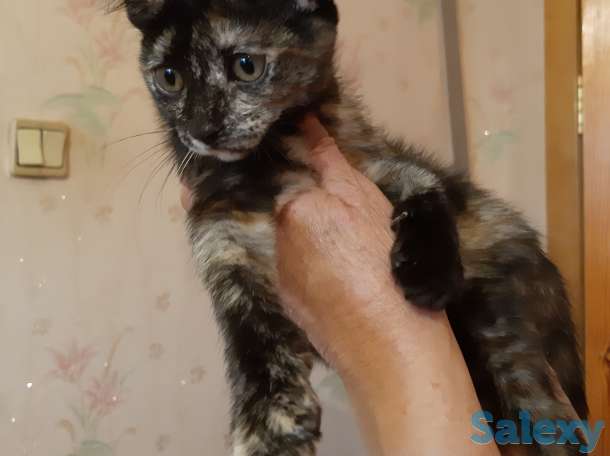 котенок срочно ищет дом, фотография 1