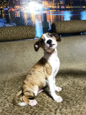 Продажа Американский Стаффордширский терьер, фотография 7