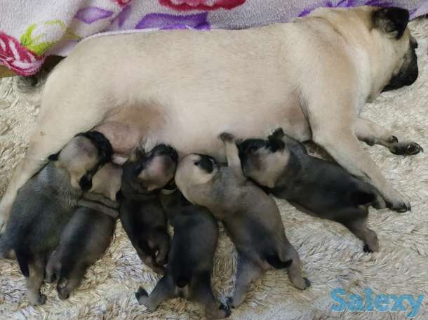 продам щенков породы мопс, фотография 5
