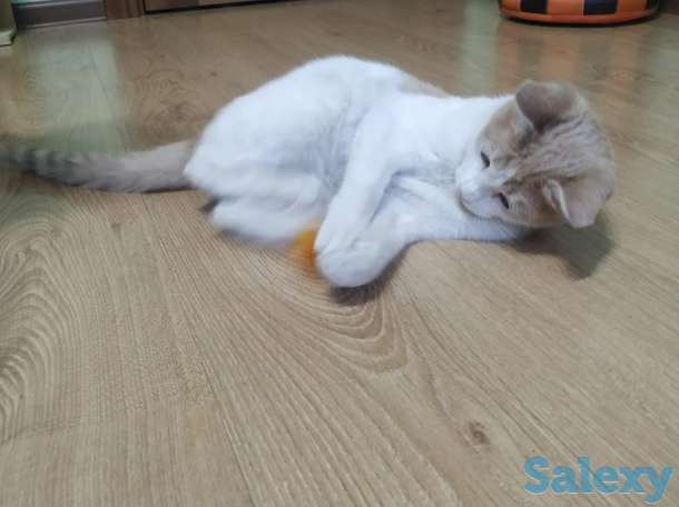 Отдам котенка  в добрые руки, фотография 4