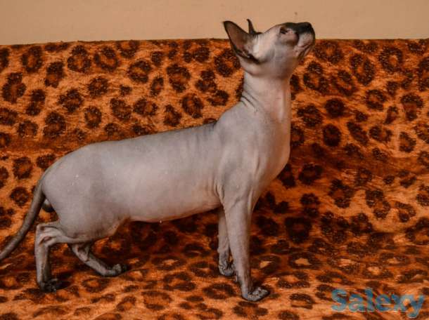 котята на продажу, фотография 1