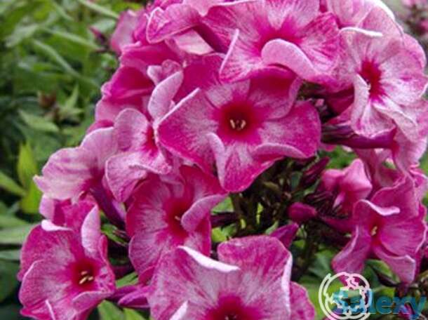 Флокс метельчатый Феррис Уил, фотография 1