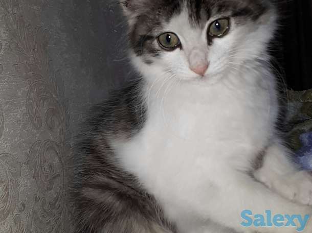 Ищем добрые руки, фотография 1