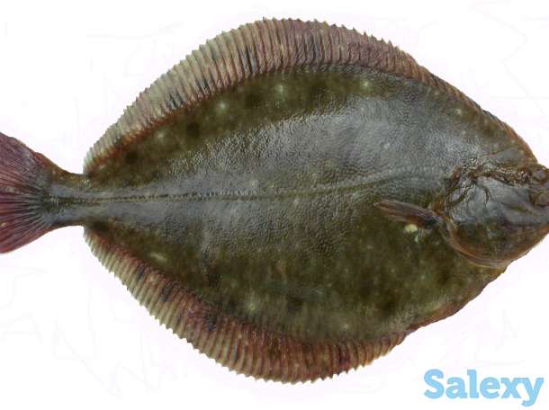 Оптом рыба!, фотография 3