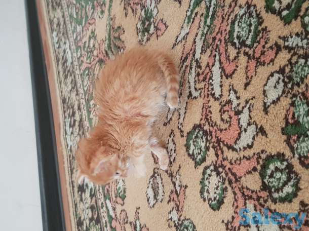 Отдам котят, фотография 1