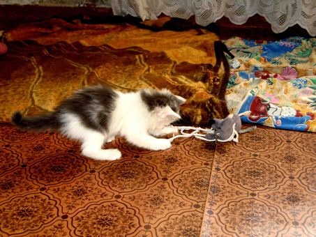 Отдам милых, игривых котят заботливым хозяевам., фотография 3