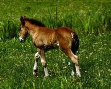 Прокат лошадей для праздников, фотография 3