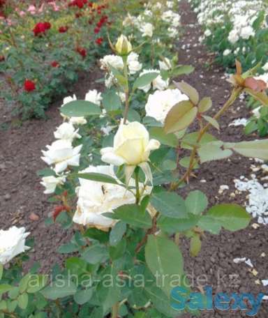 Саженец розы (мини). Сербия, фотография 2