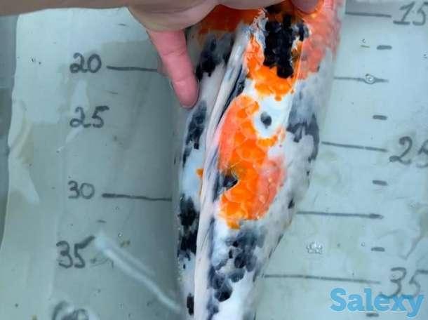 Карп Коя -малёк из собственного питомника, фотография 6