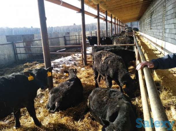 Бычки Тёлочки Телята, фотография 1