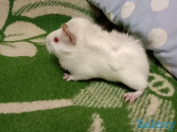 Малыши морские свинки розетки, фотография 1