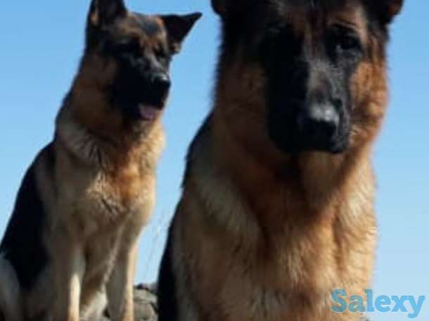 Продам щенков немецкой овчарки, фотография 3