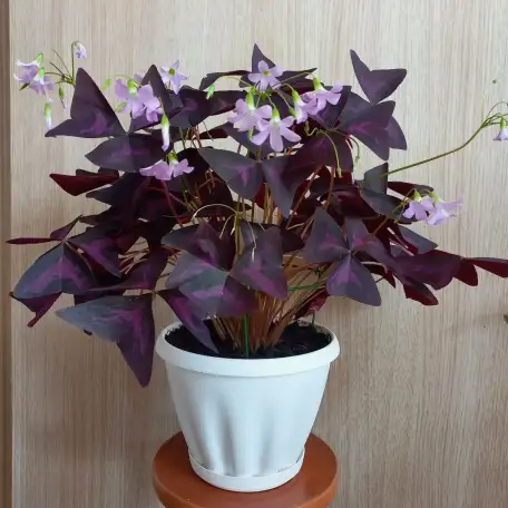 Цветок оксалис, фотография 2