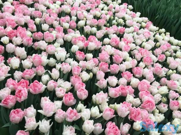 Тюльпаны оптом к 8 марта, фотография 14