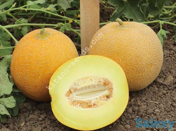 Семена дыни KS 517 F1, KITANO SEEDS, фотография 1