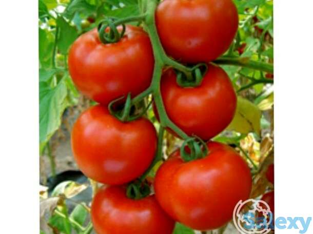 Семена Томат Белле F1, фотография 1