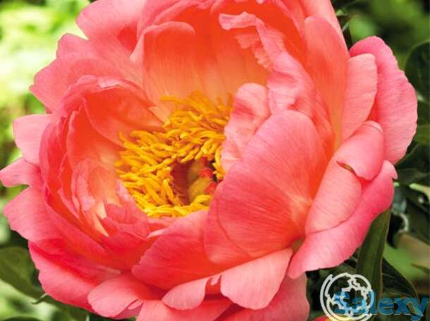 Пион корал сансет, фотография 1