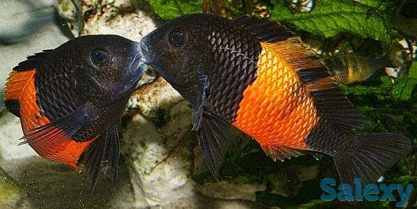 Трофеусы взрослые бемба и чимба ред, фотография 1