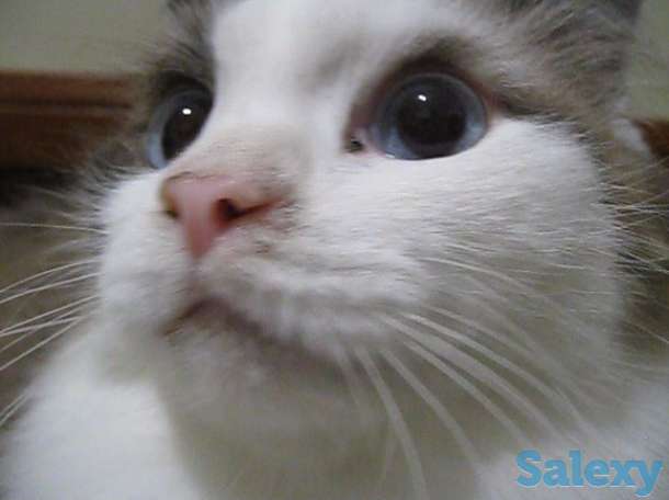 Кот породы Рэгдоллы, фотография 6