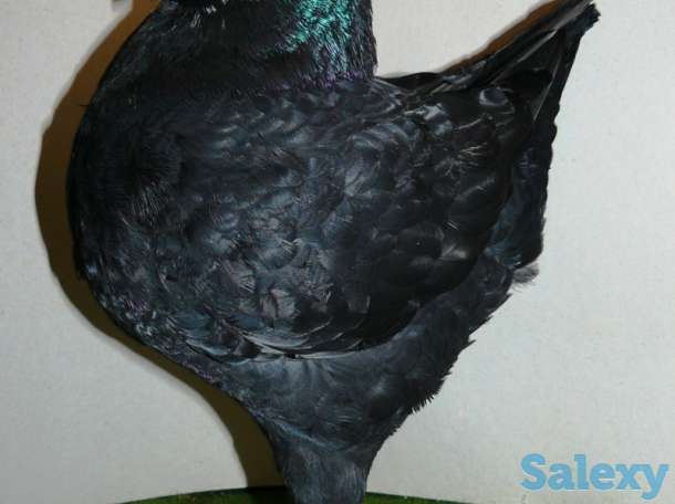 Голубы кингы, фотография 2